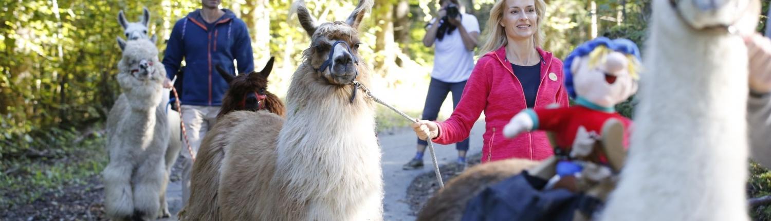 How the gnome Ramsi made friends with the llamas.