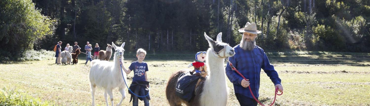 How the gnome Ramsi made friends with the llamas.
