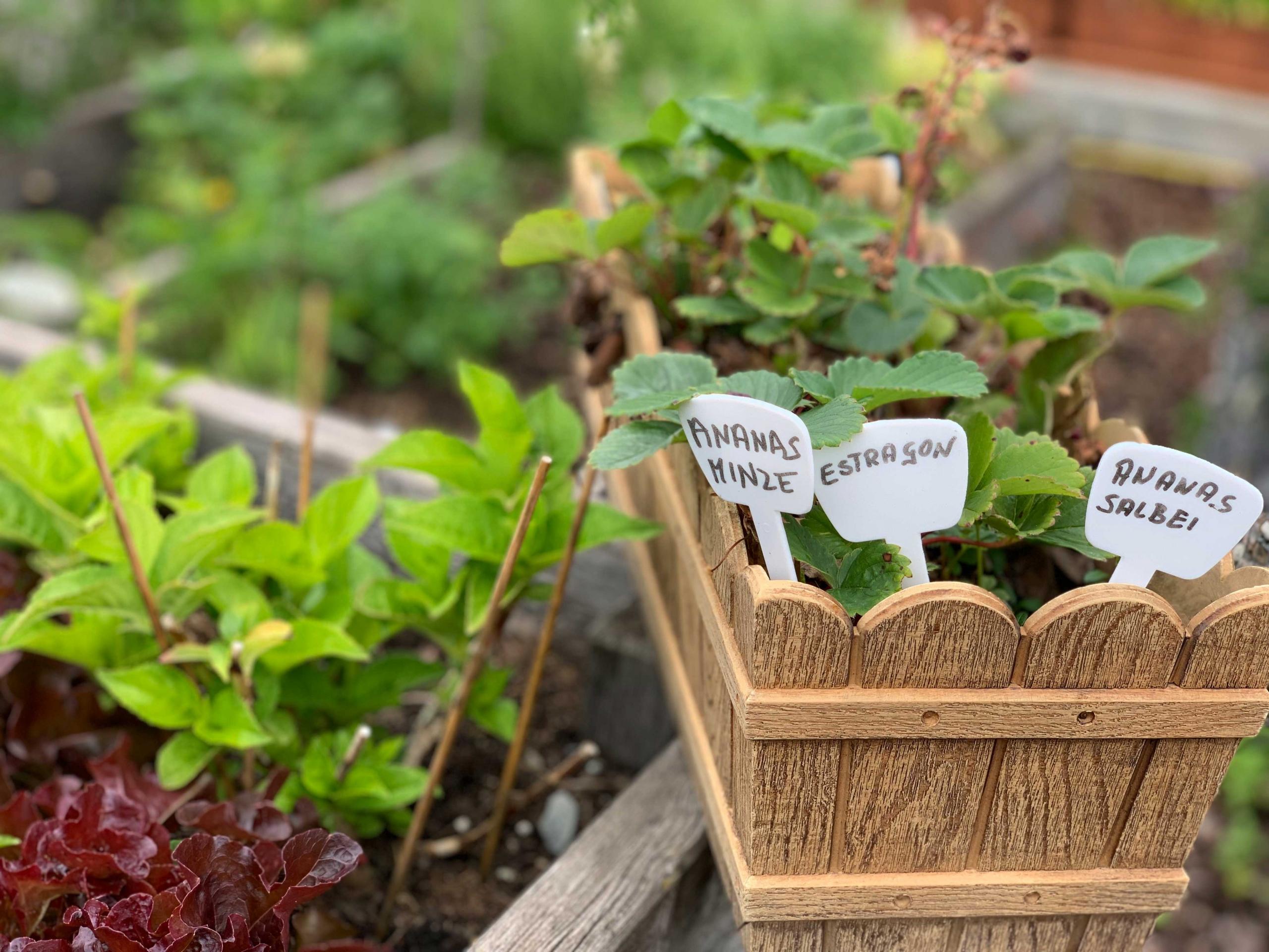kinderhotel-ramsi_explore grandma Ramsi’s herb garden