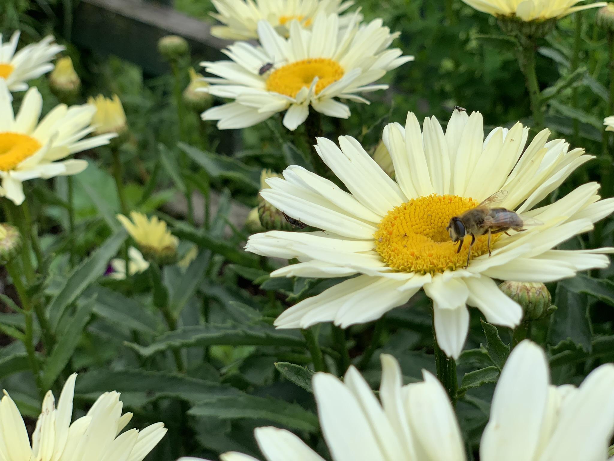 When the soul needs a holiday, go to the garden! - Grandma Ramsis herb world