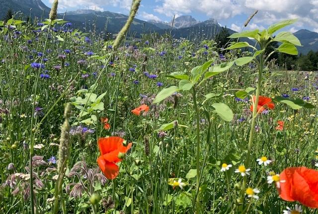 When the soul needs a holiday, go to the garden! - Grandma Ramsis herb world