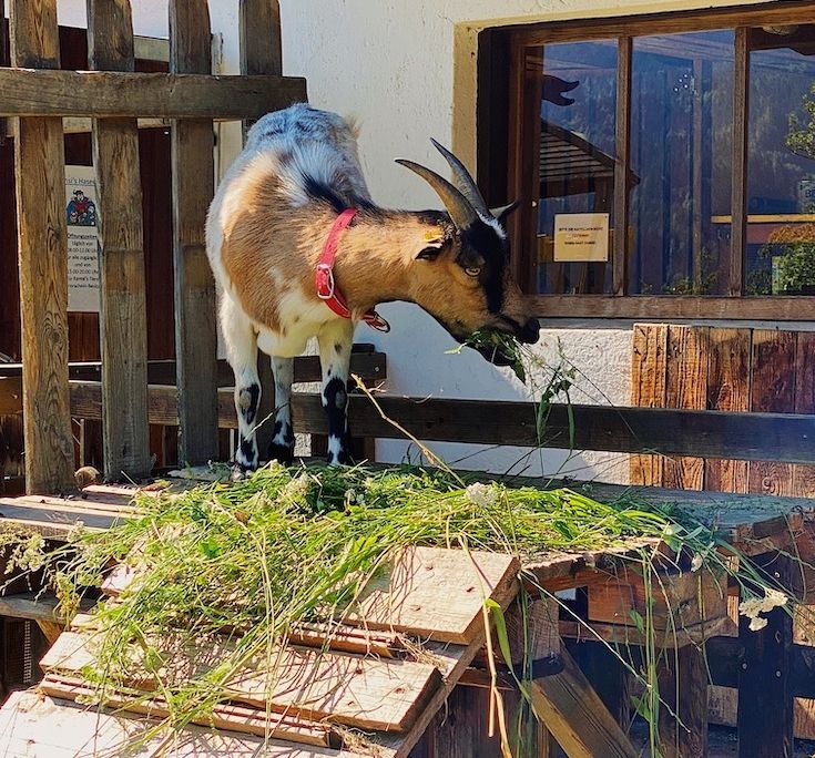 Tiererlebnisse auf dem Ramsi-Bauernhof