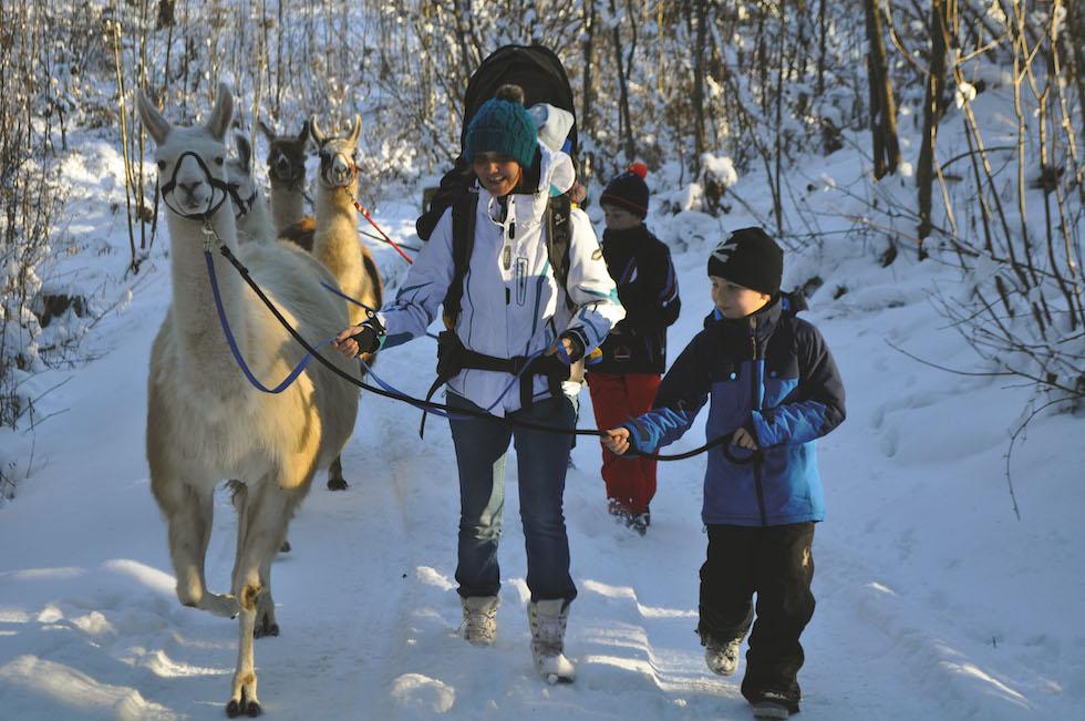 Lamatrekking im Winter