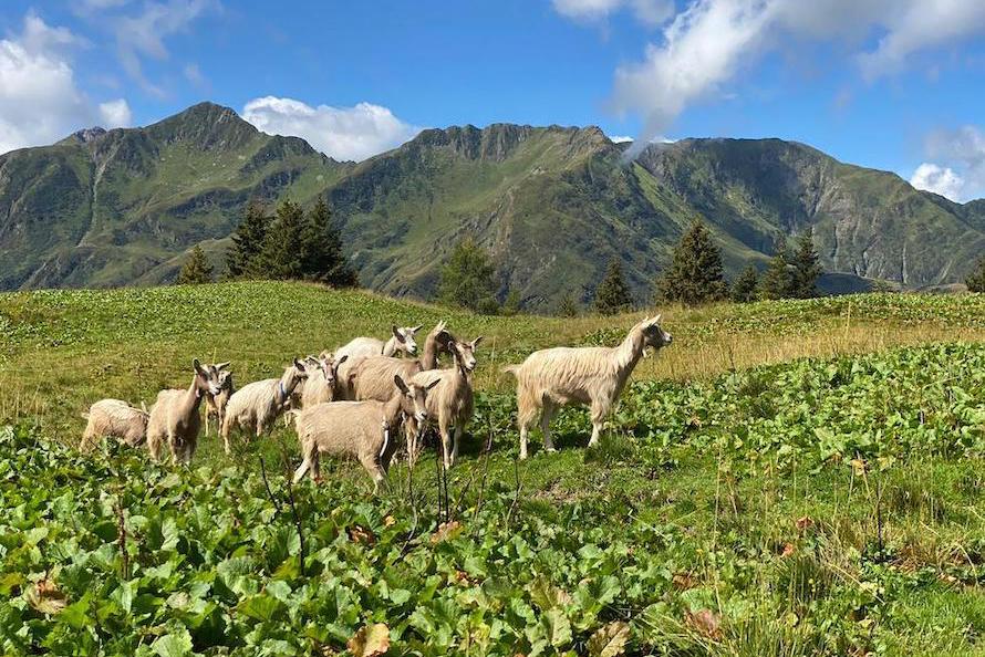 Wandertipps Wandern Zollnersee AlmLeben